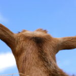 Atena_listening