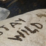 staywild